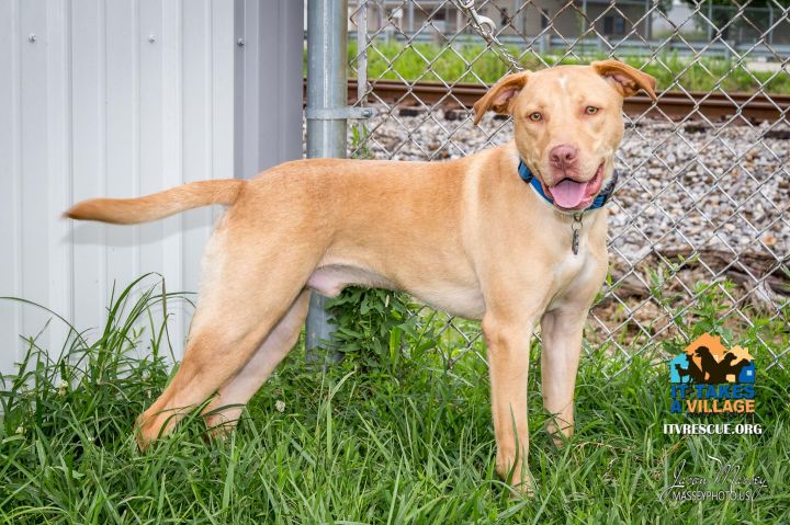 Ned, an adopted Labrador Retriever in Evansville, IN_image-2