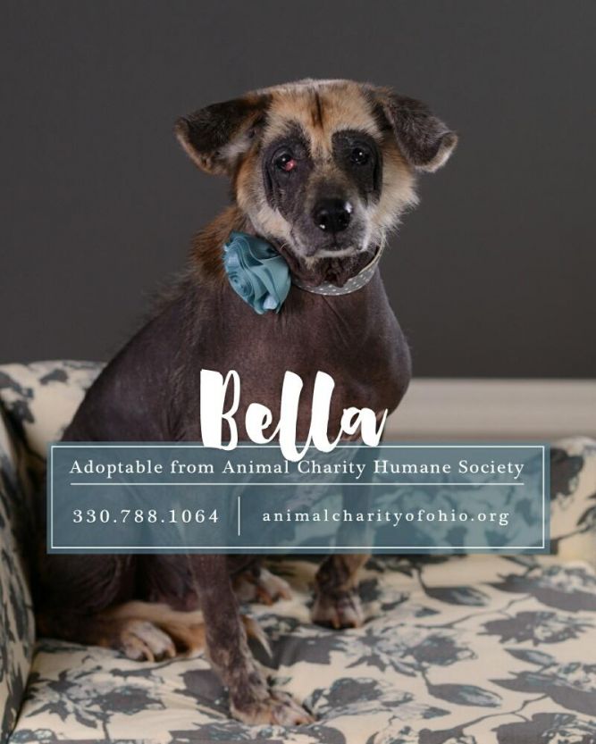 Bella (URGENT HOME NEEDED)