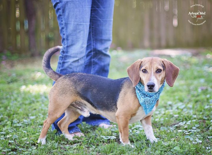 Baxter, an adopted Beagle in Kingwood, TX_image-2