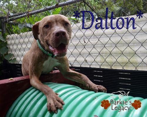 Dalton, an adoptable American Staffordshire Terrier, Boxer in South Woodstock, CT, 06267 | Photo Image 1