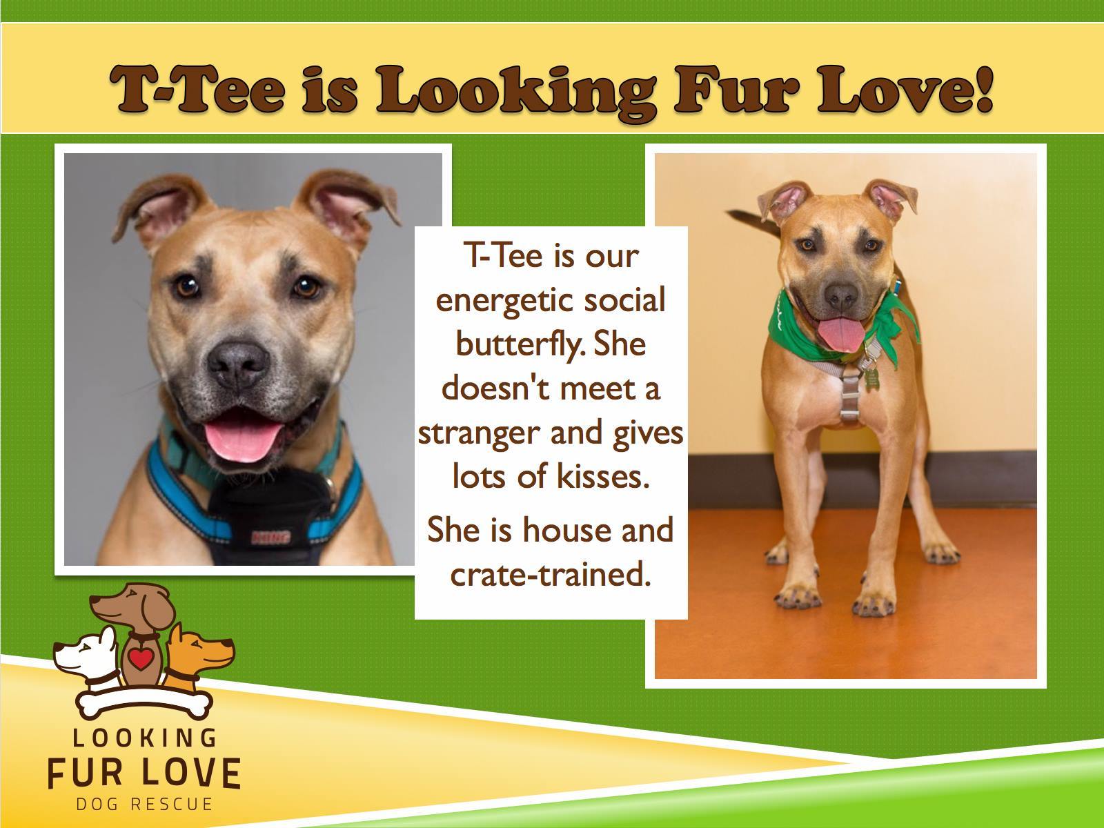 T-Tee, an adoptable Black Mouth Cur in Baton Rouge, LA, 70835 | Photo Image 2