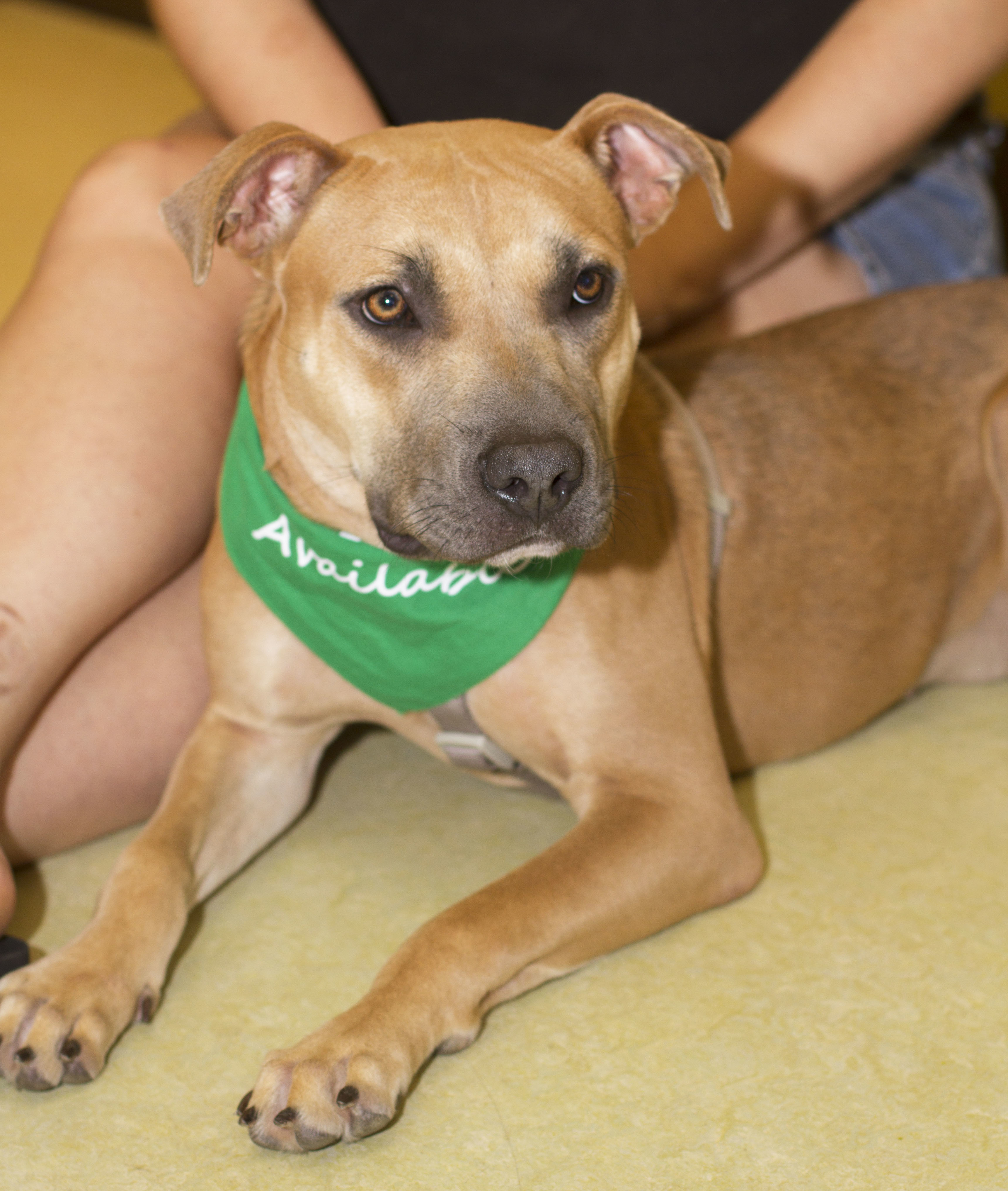 T-Tee, an adoptable Black Mouth Cur in Baton Rouge, LA, 70835 | Photo Image 3