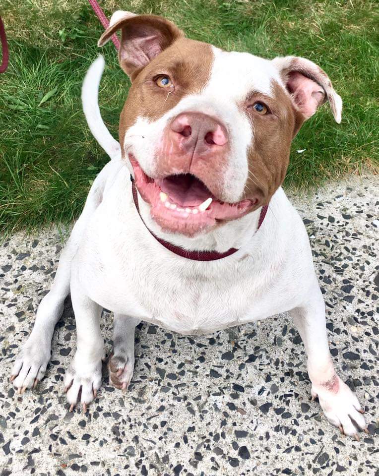 Cody CoCo, an adoptable Pit Bull Terrier in Far Rockaway, NY, 11691 | Photo Image 3