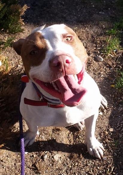 Cody CoCo, an adoptable Pit Bull Terrier in Far Rockaway, NY, 11691 | Photo Image 4