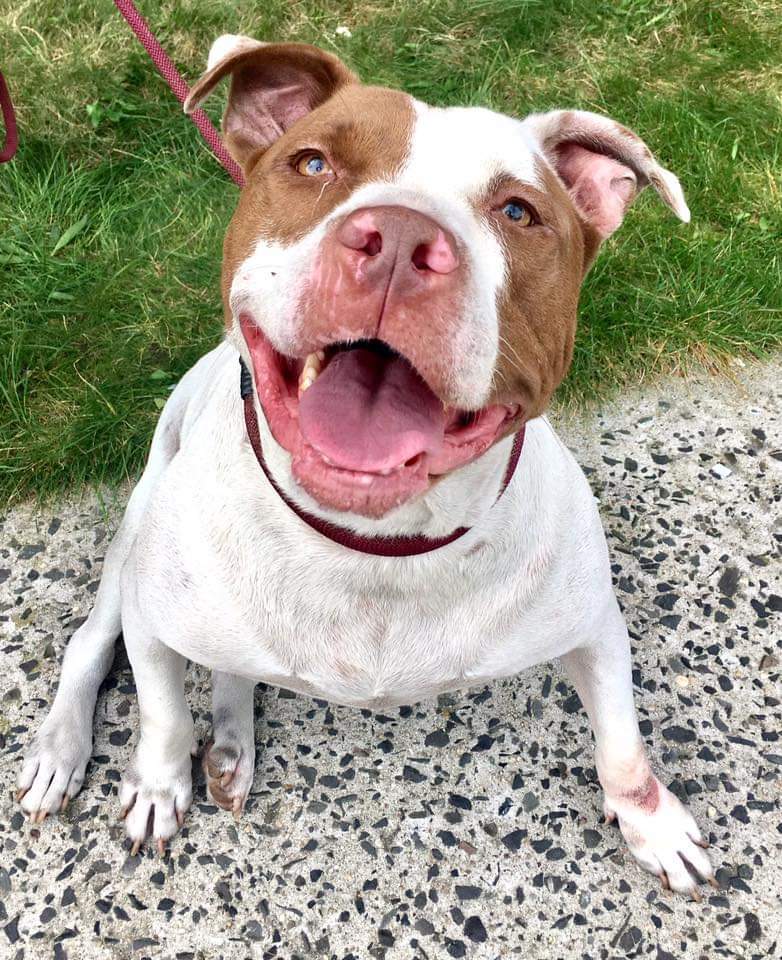 Cody CoCo, an adoptable Pit Bull Terrier in Far Rockaway, NY, 11691 | Photo Image 1