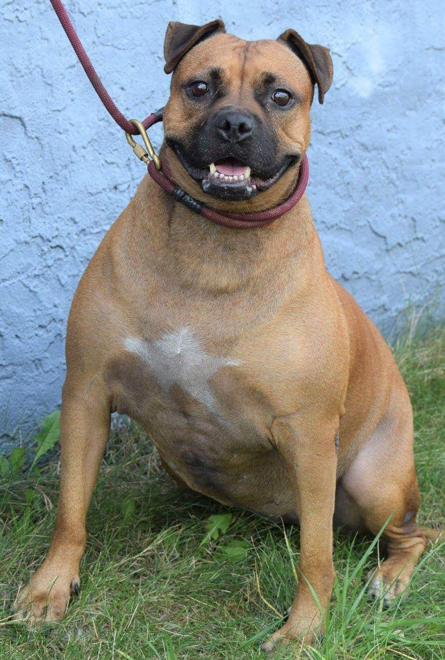 Trini, an adoptable Pit Bull Terrier, Boxer in Far Rockaway, NY, 11691 | Photo Image 4