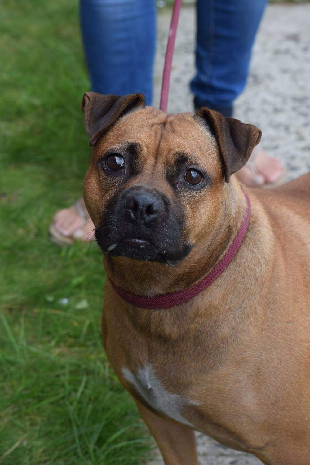 Trini, an adoptable Pit Bull Terrier, Boxer in Far Rockaway, NY, 11691 | Photo Image 1