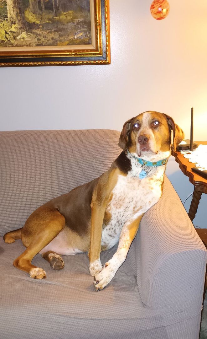 Charlie, an adoptable Pointer, Hound in Winston-Salem, NC, 27101 | Photo Image 2