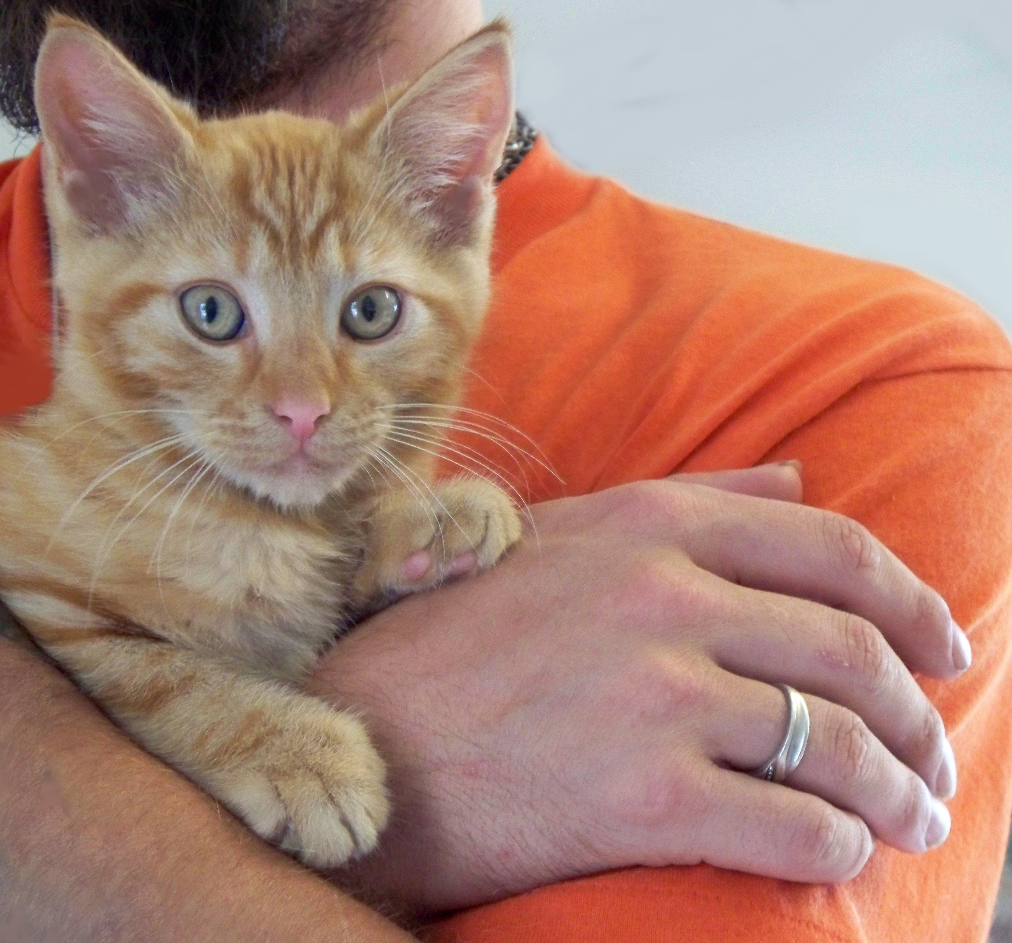 Arlin- shy, an adoptable Domestic Short Hair in Mansfield, OH, 44907 | Photo Image 3