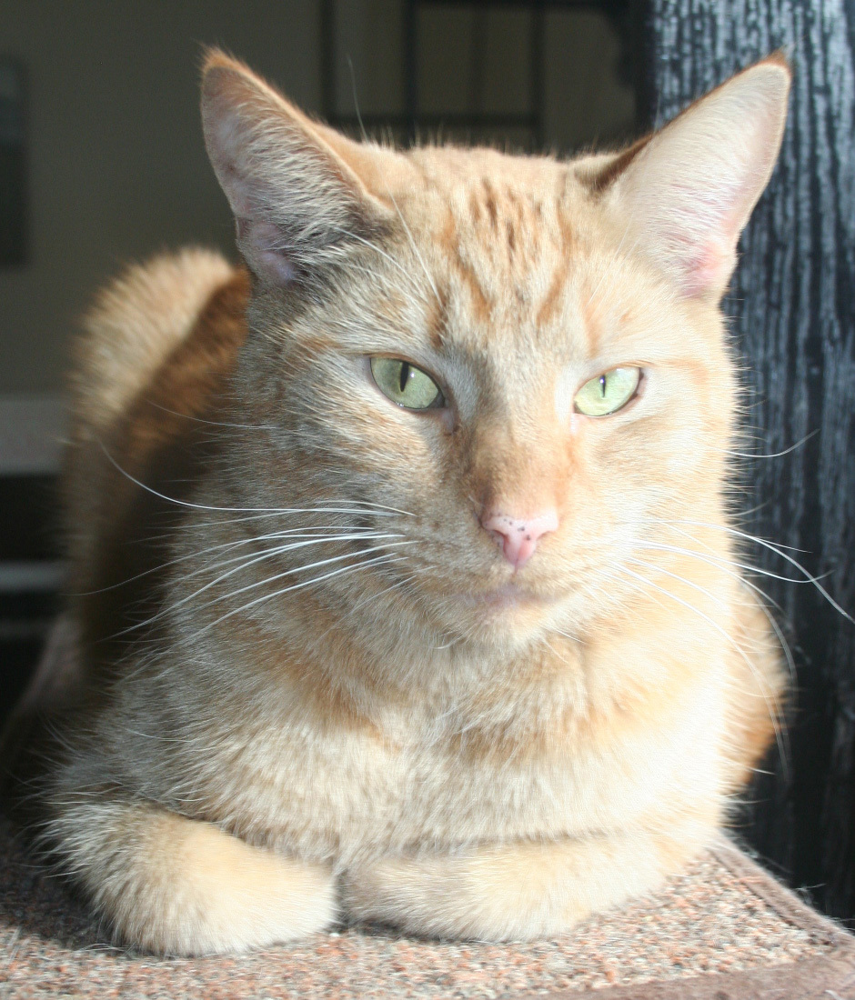 Arlin- shy, an adoptable Domestic Short Hair in Mansfield, OH, 44907 | Photo Image 1