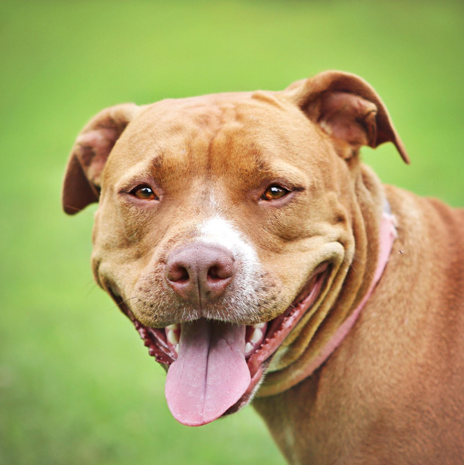 Sally Ann, an adoptable American Staffordshire Terrier, American Bulldog in Murray, KY, 42071 | Photo Image 1