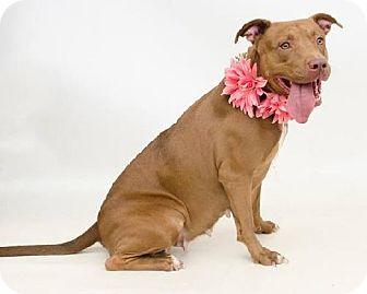 Poet, an adoptable American Staffordshire Terrier in South Woodstock, CT, 06267 | Photo Image 2