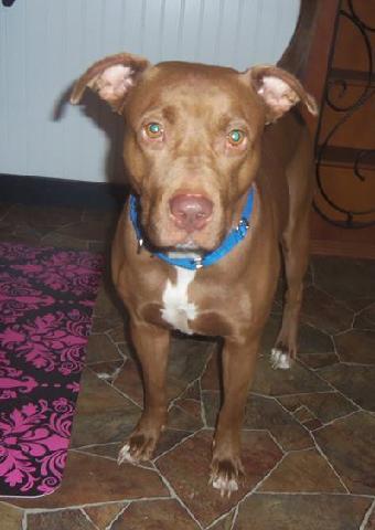 Poet, an adoptable American Staffordshire Terrier in South Woodstock, CT, 06267 | Photo Image 3
