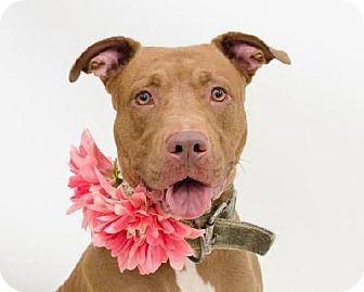 Poet, an adoptable American Staffordshire Terrier in South Woodstock, CT, 06267 | Photo Image 1