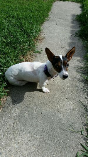 Cleo AKA Sweetie, Adult Female unknown