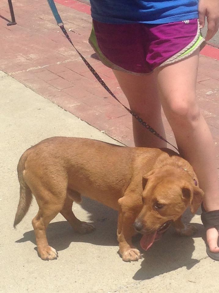Shorty, an adoptable Basset Hound, Terrier in Paragould, AR, 72450 | Photo Image 1