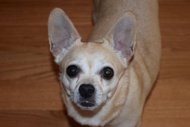 Roxie - Velcro Dog! 1