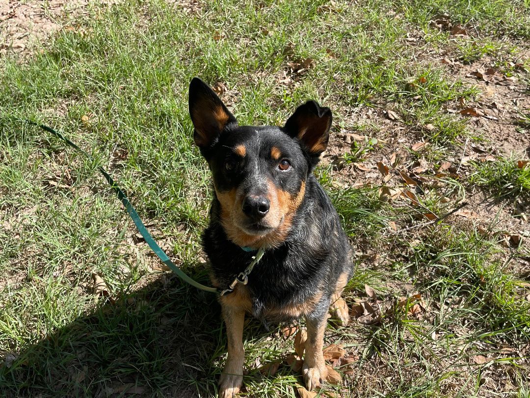 Tac, an adoptable Australian Cattle Dog / Blue Heeler in Mabank, TX, 75147 | Photo Image 3