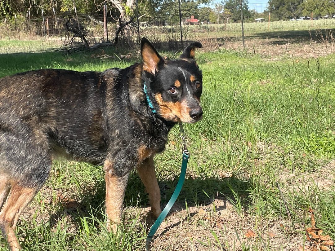 Tac, an adoptable Australian Cattle Dog / Blue Heeler in Mabank, TX, 75147 | Photo Image 4