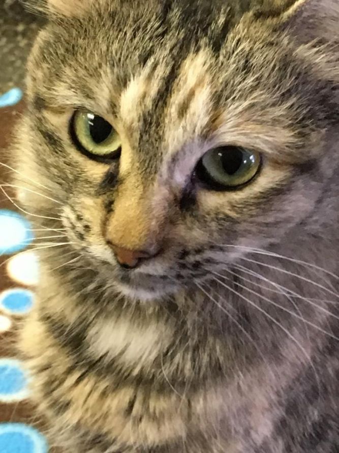 Cat for adoption - Sofi, a Torbie in Kansas City, MO ...