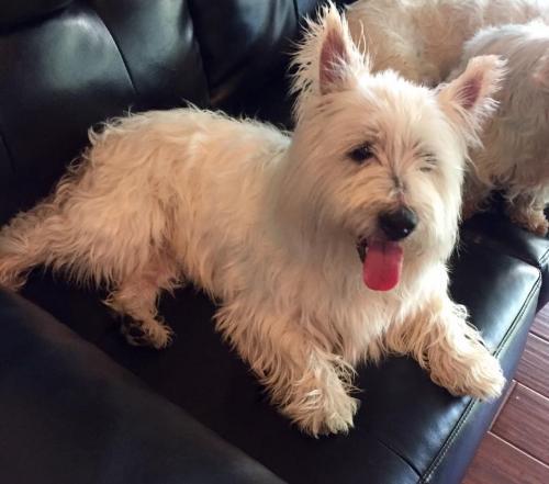 Bear, an adopted West Highland White Terrier / Westie in Ponte Vedra Beach, FL_image-1