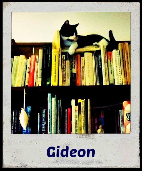 Gideon, an adoptable Domestic Short Hair in Montgomery, IL, 60538 | Photo Image 2