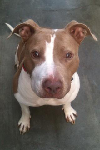Lady, an adoptable American Staffordshire Terrier in Century City, CA, 90067 | Photo Image 2