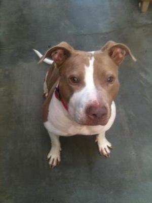 Lady, an adoptable American Staffordshire Terrier in Century City, CA, 90067 | Photo Image 3