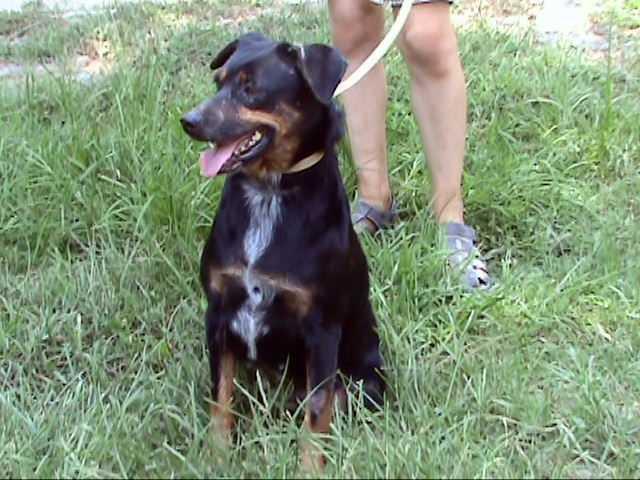 Rhea, an adoptable Australian Cattle Dog / Blue Heeler in Frankston, TX, 75763 | Photo Image 2
