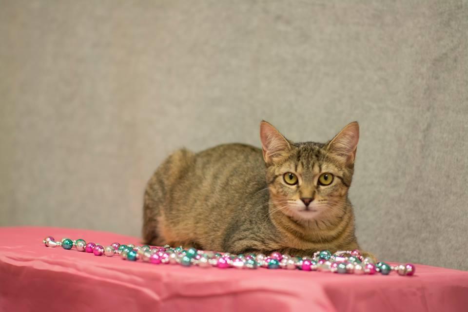 Sparkles, an adoptable Manx, Tabby in Chattanooga, TN, 37415 | Photo Image 6