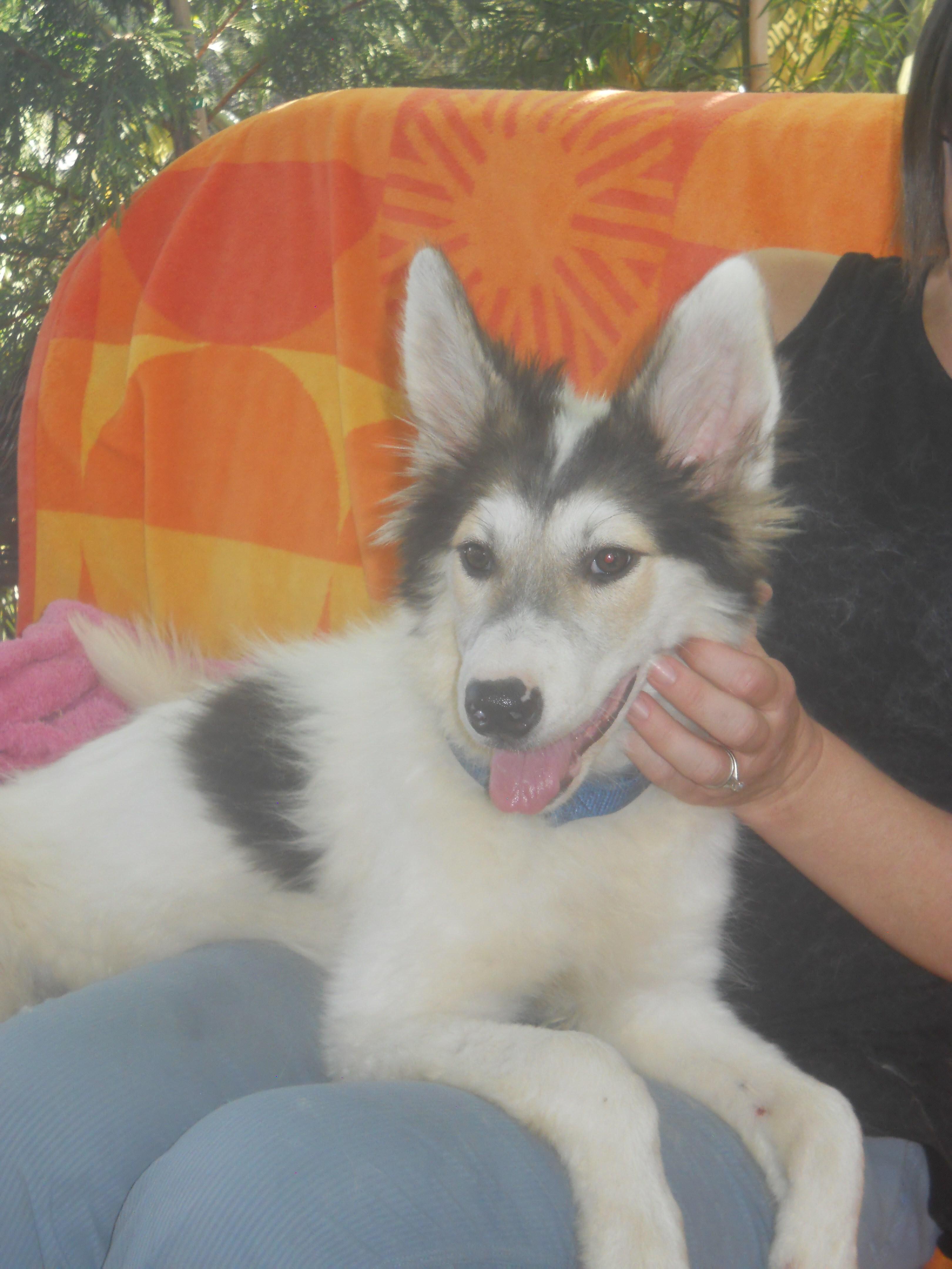 AURORA, an adoptable Siberian Husky, Border Collie in Valencia, CA, 91355 | Photo Image 2