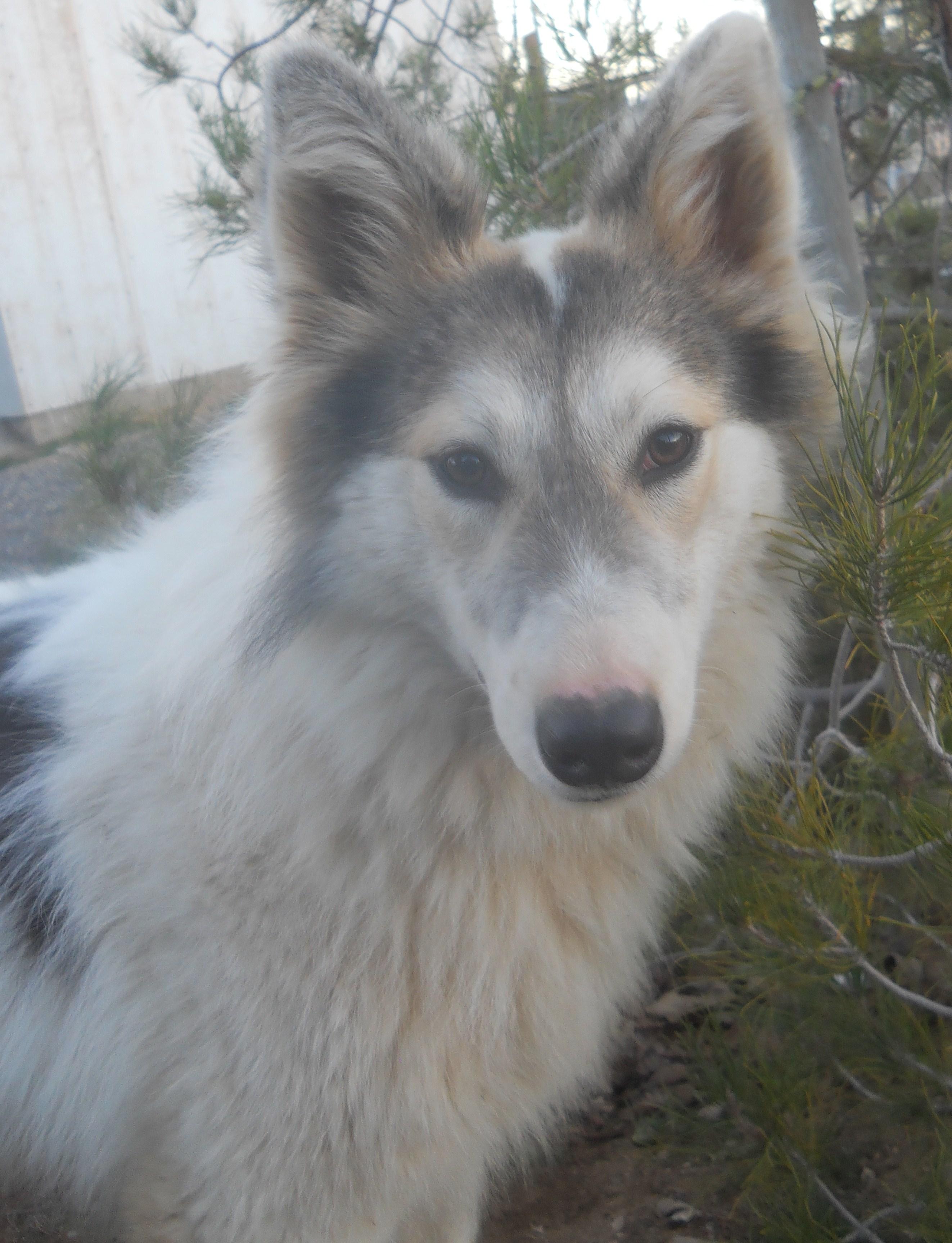AURORA, an adoptable Siberian Husky, Border Collie in Valencia, CA, 91355 | Photo Image 1