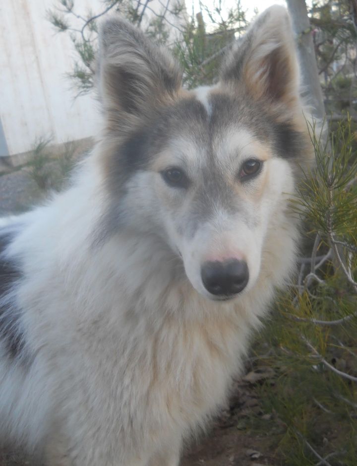 Dog For Adoption Aurora A Siberian Husky Border Collie Mix In Valencia Ca Petfinder