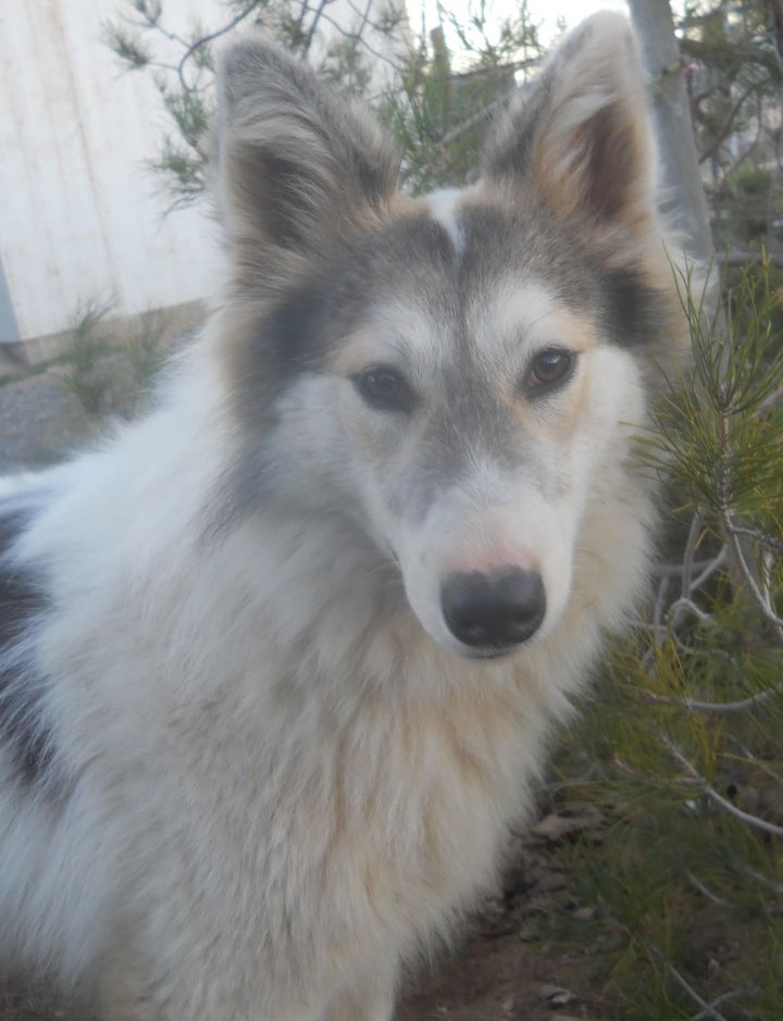 Siberian husky sale collie mix