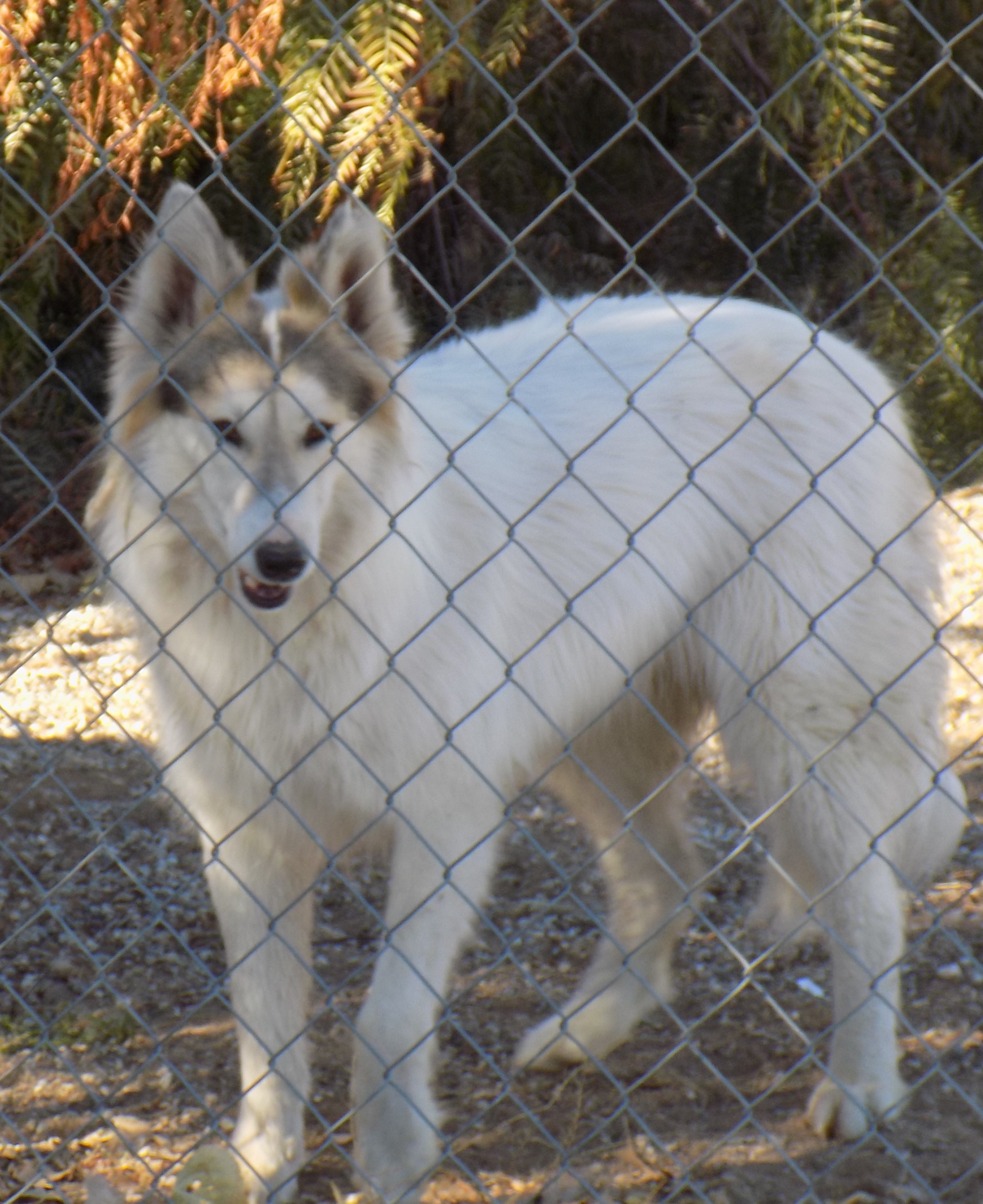 AURORA, an adoptable Siberian Husky, Border Collie in Valencia, CA, 91355 | Photo Image 3