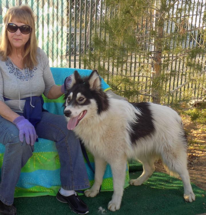 Dog For Adoption Blazer A Siberian Husky Border Collie Mix In