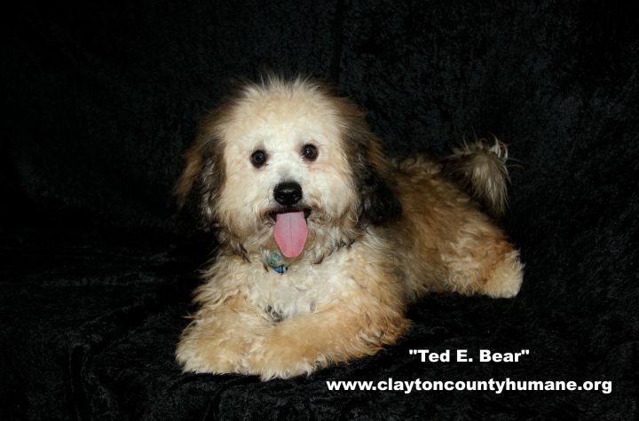 Ted E. Bear 3