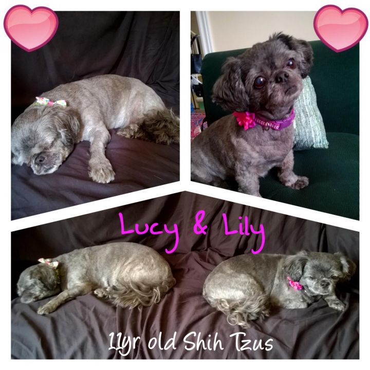 Lucy & Lilly -URGENT 3