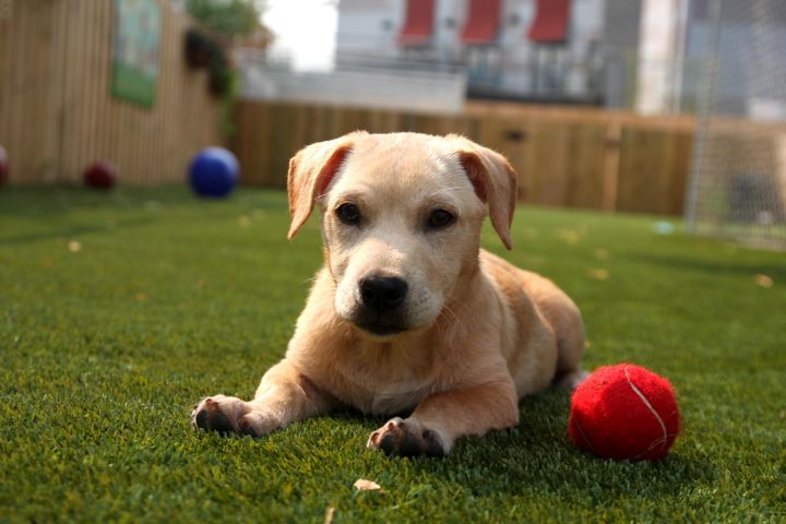 Abby--I'm an Adoption Center Dog! 2