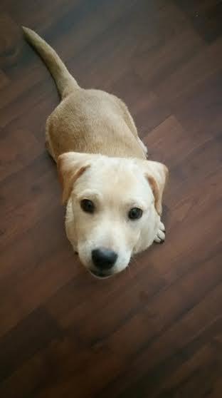 Abby--I'm an Adoption Center Dog! 3