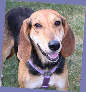 Cletus, an adoptable Hound Mix in Charles Town, WV_image-2