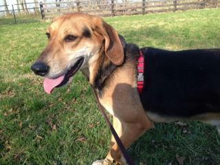 Cletus, an adoptable Hound in Charles Town, WV, 25414 | Photo Image 3