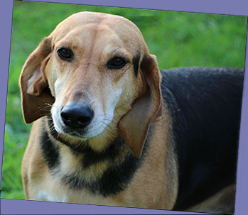Cletus, an adoptable Hound in Charles Town, WV, 25414 | Photo Image 4