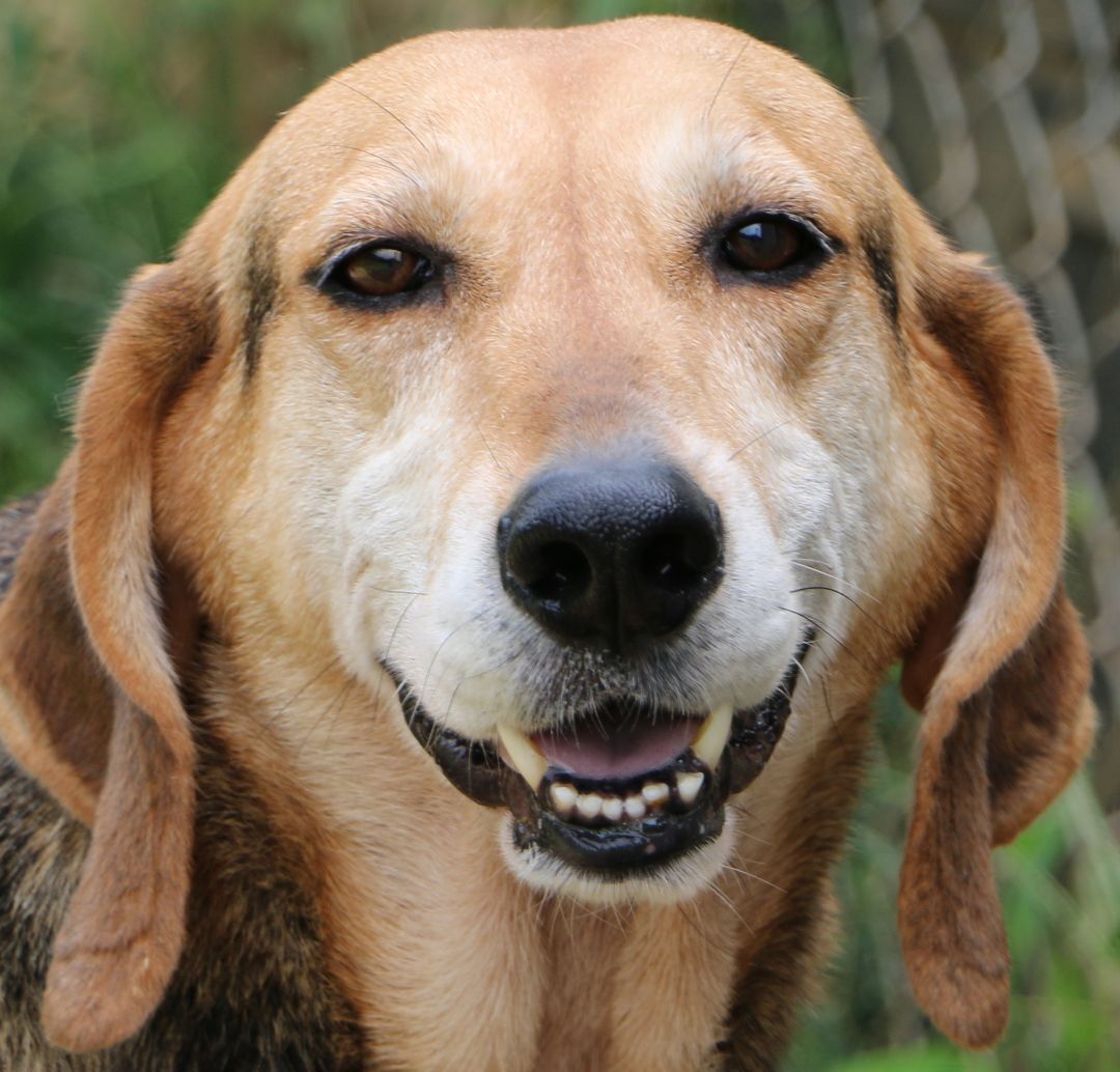Cletus, an adoptable Hound in Charles Town, WV, 25414 | Photo Image 1