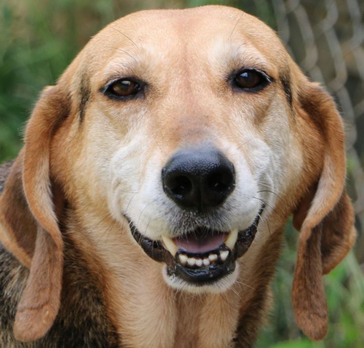 Cletus, an adoptable Hound Mix in Charles Town, WV_image-1