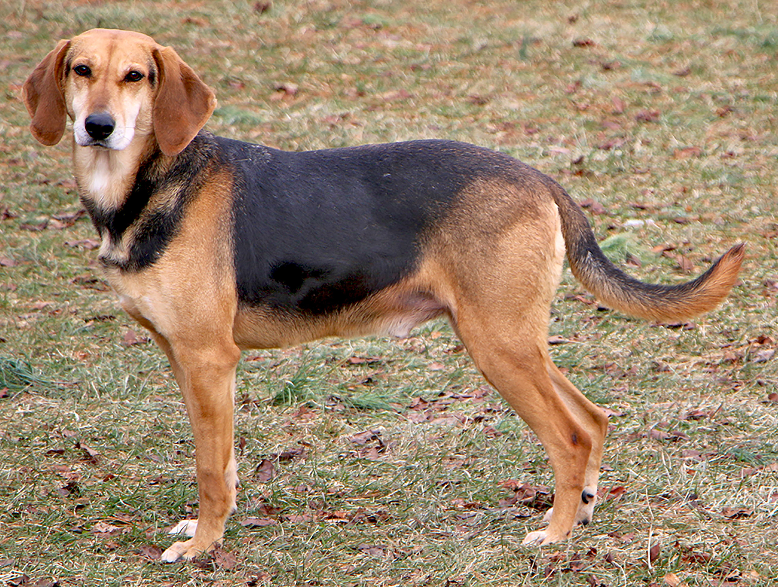 Cletus, an adoptable Hound in Charles Town, WV, 25414 | Photo Image 5
