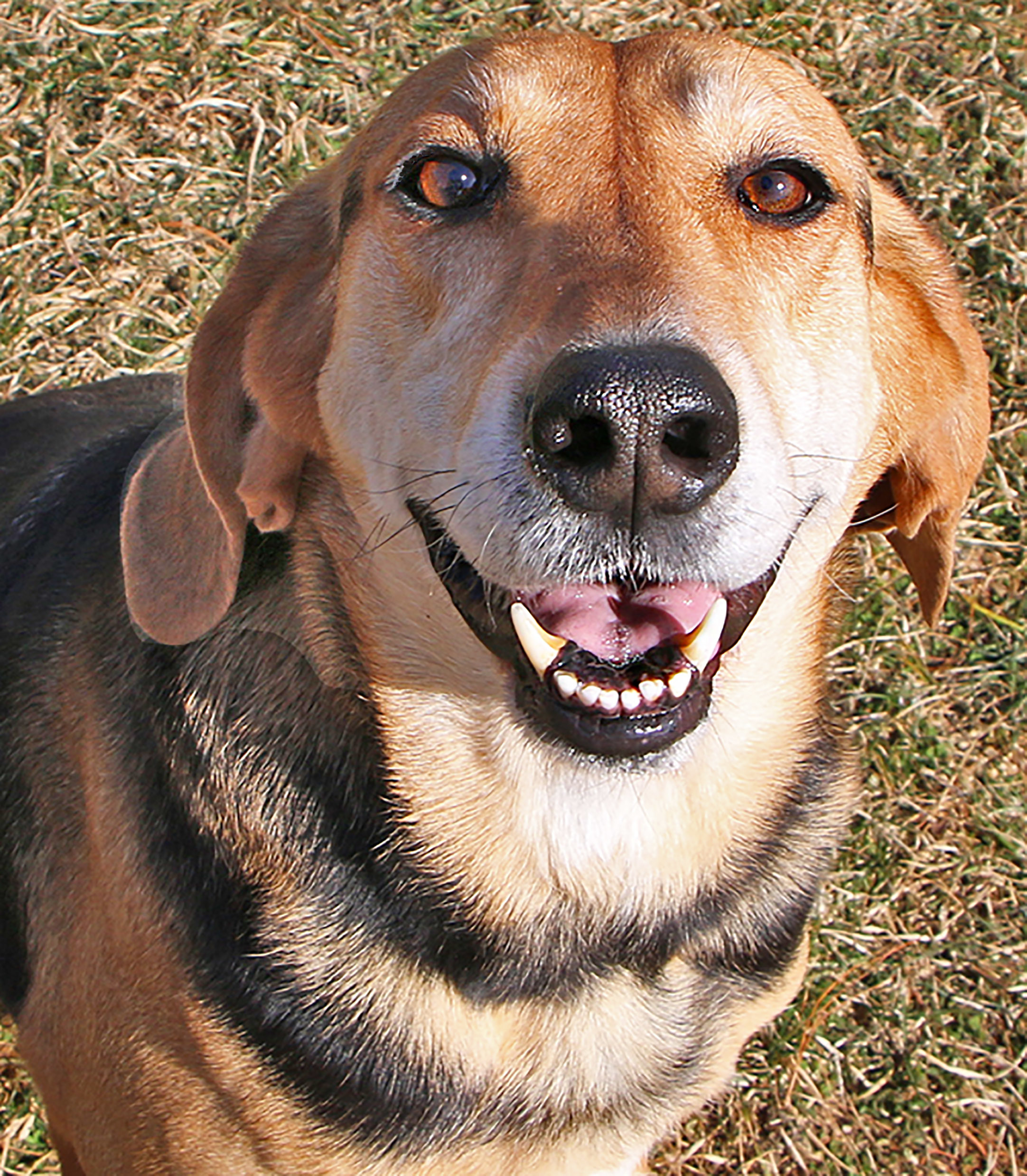 Cletus, an adoptable Hound in Charles Town, WV, 25414 | Photo Image 6