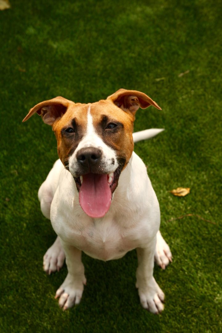 Moxie - I'm an Adoption Center Dog! 3