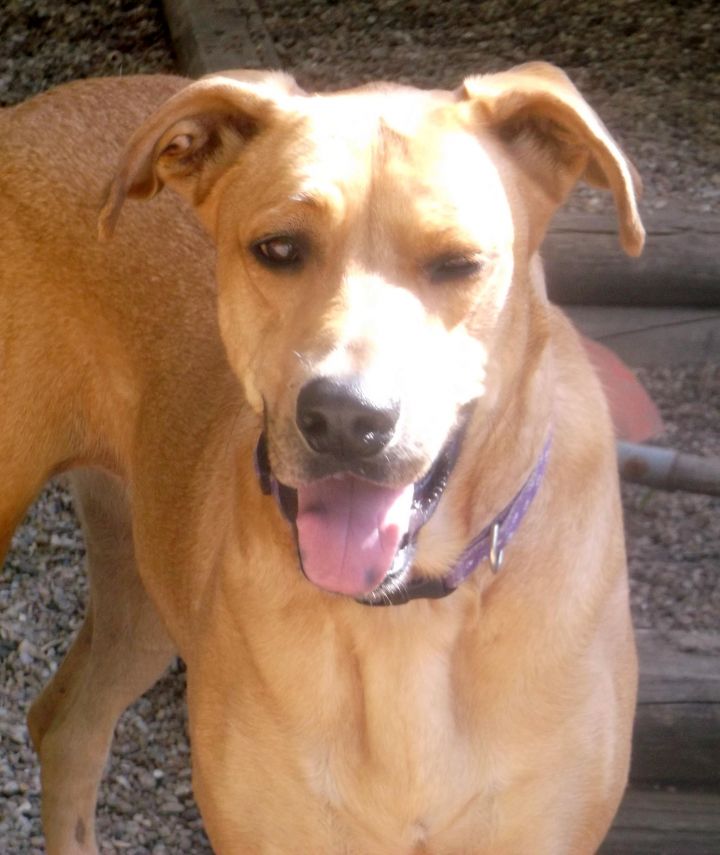 Rillo, an adopted Yellow Labrador Retriever Mix in Kansas City, MO_image-2