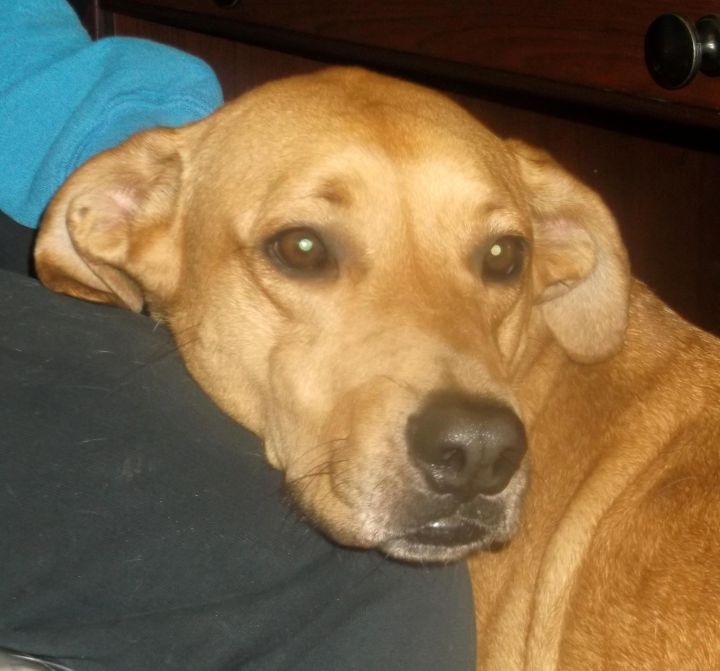 Rillo, an adopted Yellow Labrador Retriever Mix in Kansas City, MO_image-3